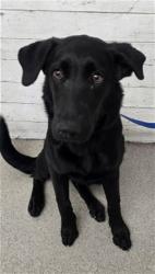 Shelter Stray Female Dog last seen CATAWABA AND BOYLE, 333 Chandler Pl, San Bernardino, CA 92408, USA