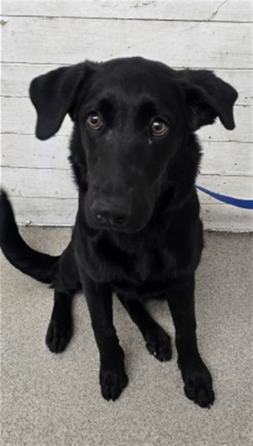 Shelter Stray Female Dog last seen CATAWABA AND BOYLE, 333 Chandler Pl, San Bernardino, CA 92408, USA