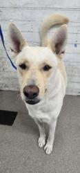 Shelter Stray Male Dog last seen GRAYSPEAK AND GRIZZLEY, 333 Chandler Pl, San Bernardino, CA 92408, USA