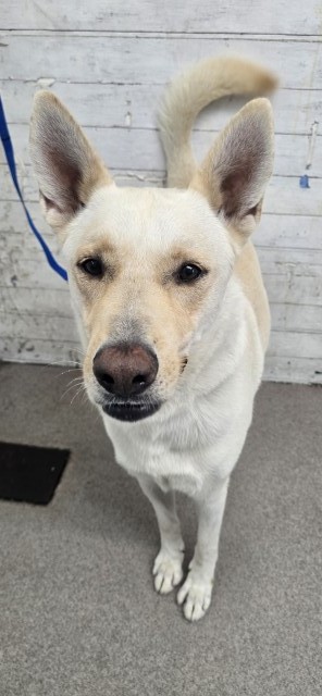 Shelter Stray Male Dog last seen GRAYSPEAK AND GRIZZLEY, 333 Chandler Pl, San Bernardino, CA 92408, USA