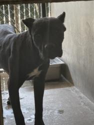 Shelter Stray Male Dog last seen HIGHWAY 18 X OLD WATERMAN CANYON RD, 333 Chandler Pl, San Bernardino, CA 92408, USA