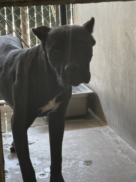 Shelter Stray Male Dog last seen HIGHWAY 18 X OLD WATERMAN CANYON RD, 333 Chandler Pl, San Bernardino, CA 92408, USA