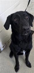 Shelter Stray Male Dog last seen Near BLOCK S IDYLLWILD AVE, 333 Chandler Pl, San Bernardino, CA 92408, USA