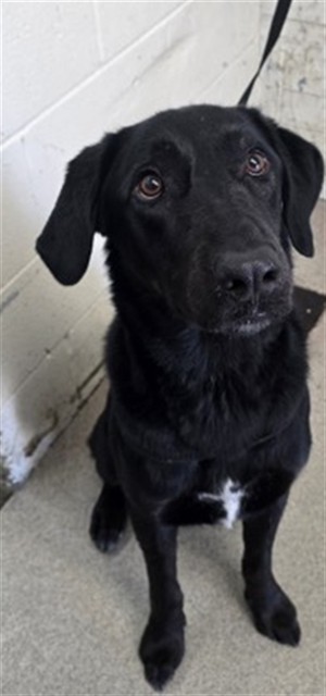 Shelter Stray Male Dog last seen Near BLOCK S IDYLLWILD AVE, 333 Chandler Pl, San Bernardino, CA 92408, USA