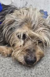 Shelter Stray Female Dog last seen Near BLOCK WILLOW DR, 333 Chandler Pl, San Bernardino, CA 92408, USA