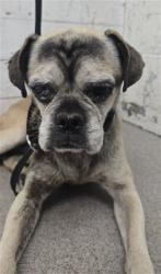 Shelter Stray Male Dog last seen Near BLOCK ESCALON DR, 333 Chandler Pl, San Bernardino, CA 92408, USA