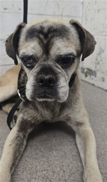 Shelter Stray Male Dog last seen Near BLOCK ESCALON DR, 333 Chandler Pl, San Bernardino, CA 92408, USA