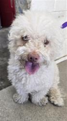 Shelter Stray Male Dog last seen SIERRA AVE X ARROW BLVD, 333 Chandler Pl, San Bernardino, CA 92408, USA