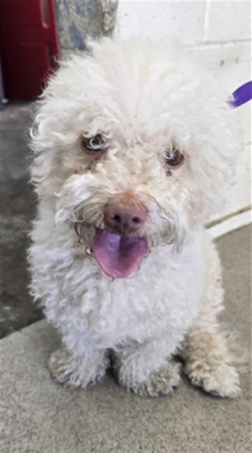 Shelter Stray Male Dog last seen SIERRA AVE X ARROW BLVD, 333 Chandler Pl, San Bernardino, CA 92408, USA