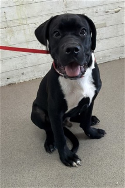 Shelter Stray Male Dog last seen Near BLOCK E HARWICK DR, 333 Chandler Pl, San Bernardino, CA 92408, USA