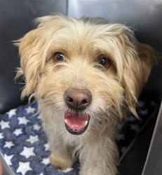 Shelter Stray Female Dog last seen MILL X MT VERNON, 333 Chandler Pl, San Bernardino, CA 92408, USA