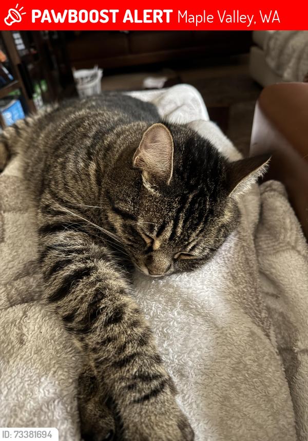 Lost Male Cat last seen Lake Wilderness Golf Course, Maple Valley, WA 98038