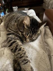 Lost Male Cat last seen Lake Wilderness Golf Course, Maple Valley, WA 98038