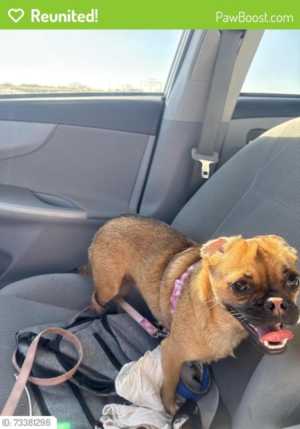 Reunited Female Dog last seen Running towards back yard og 1498 2nd place, Haslet, TX 76052