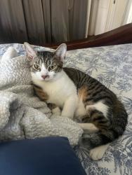 Reunited Male Cat last seen Spruce, West Palm Beach, FL 33407