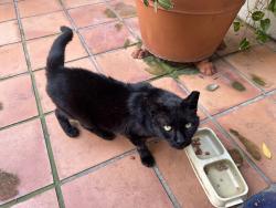 Lost Male Cat last seen Escobar Avenue between Segovia Street and Palmarito Avenue, Coral Gables, FL 33134