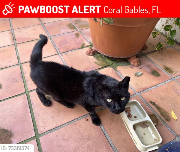 Lost Male Cat last seen Escobar Avenue between Segovia Street and Palmarito Avenue, Coral Gables, FL 33134