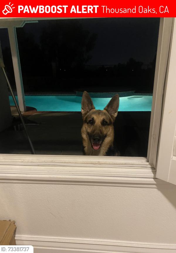 Lost Male Dog last seen Sandhurst ave, Thousand Oaks, CA 91362