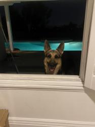 Lost Male Dog last seen Sandhurst ave, Thousand Oaks, CA 91362