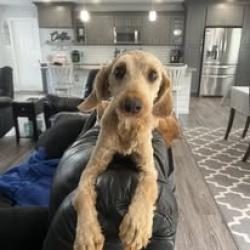 Reunited Male Dog last seen Independence and Lynnhaven, Virginia Beach, VA 23455