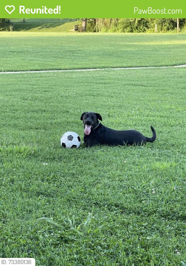 Reunited Male Dog last seen University Road, Collegedale, TN 37363