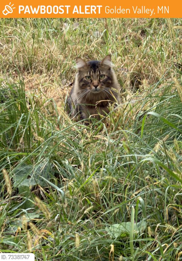 Found/Stray Unknown Cat last seen Culver rd, Golden Valley, MN 55422