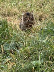 Found/Stray Unknown Cat last seen Culver rd, Golden Valley, MN 55422