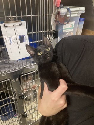 Shelter Stray Male Cat last seen Near Oakwood Ave, Fairhope Animal Control Jurisdiction, AL, 555 S Section St, Fairhope, AL 36532, USA