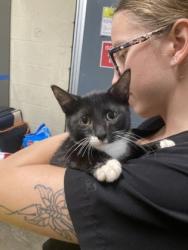 Shelter Stray Male Cat last seen Near Oakwood Ave, Fairhope Animal Control Jurisdiction, AL, 555 S Section St, Fairhope, AL 36532, USA