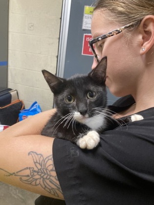 Shelter Stray Male Cat last seen Near Oakwood Ave, Fairhope Animal Control Jurisdiction, AL, 555 S Section St, Fairhope, AL 36532, USA