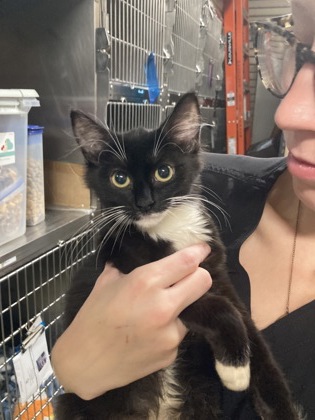 Shelter Stray Female Cat last seen Near Oakwood Ave, Fairhope Animal Control Jurisdiction, AL, 555 S Section St, Fairhope, AL 36532, USA