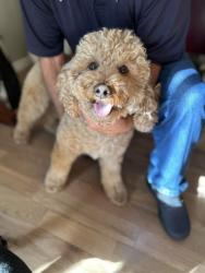 Found/Stray Male Dog last seen Fairfield and Gordon in Layton, Layton, UT 84040