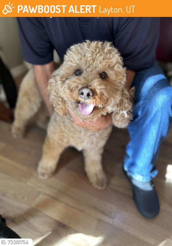 Found/Stray Male Dog last seen Fairfield and Gordon in Layton, Layton, UT 84040