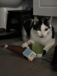 Lost Male Cat last seen Knols and sky vista pkwy, Reno, NV 89506