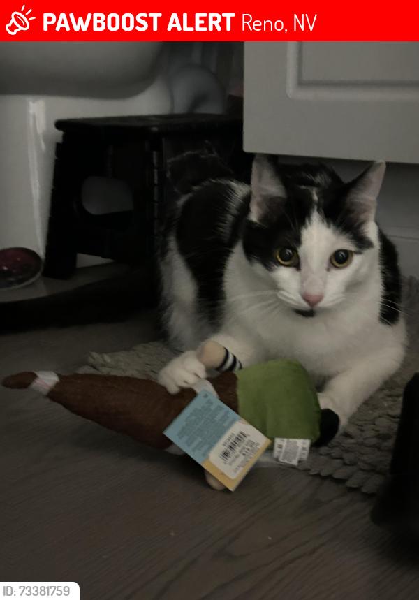 Lost Male Cat last seen Knols and sky vista pkwy, Reno, NV 89506