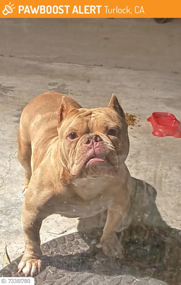 Found/Stray Female Dog last seen Golden state, Turlock, CA 95382