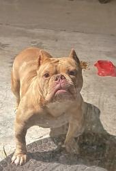 Found/Stray Female Dog last seen Golden state, Turlock, CA 95382