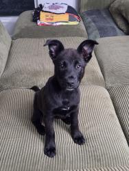 Reunited Female Dog last seen Von Karmen. Tustin Legacy. Walmart, Irvine, CA 92614