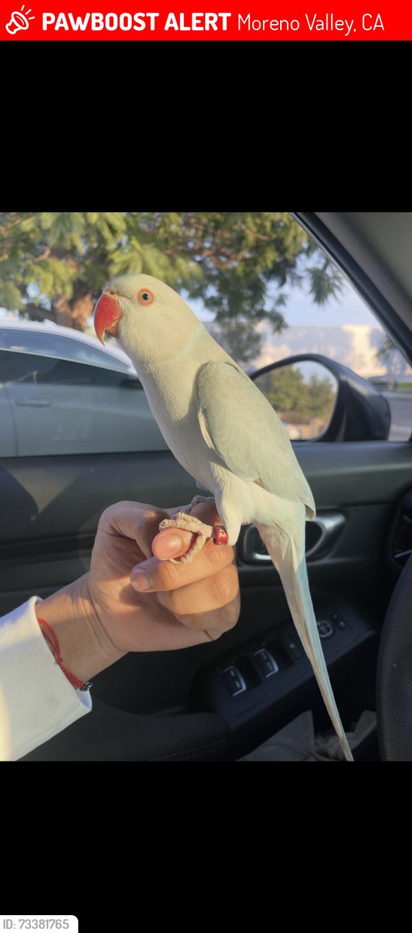 Lost Female Bird last seen Eyre ct and elder ave, Moreno Valley, CA 92557