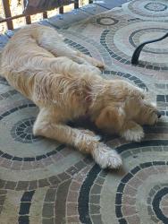 Reunited Female Dog last seen Dean Mill Road Talking Rock, GA, Pickens County, GA 30175