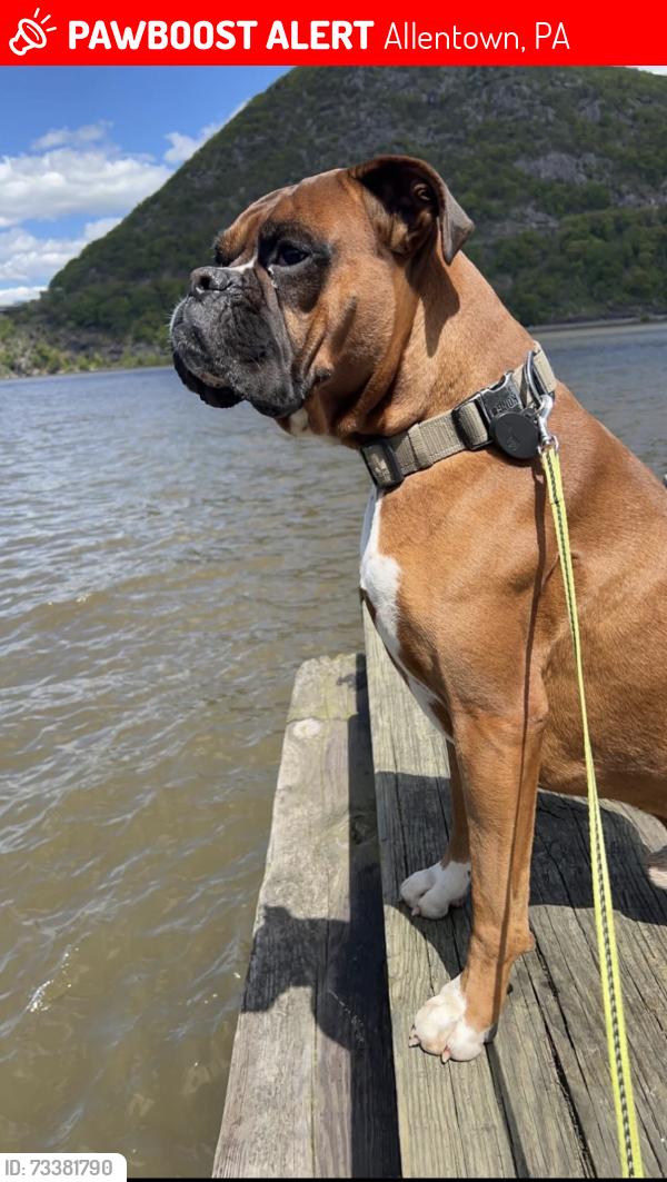 Lost Male Dog last seen Hanover ave and Irving, Allentown, PA 18109