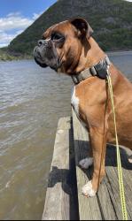 Lost Male Dog last seen Hanover ave and Irving, Allentown, PA 18109