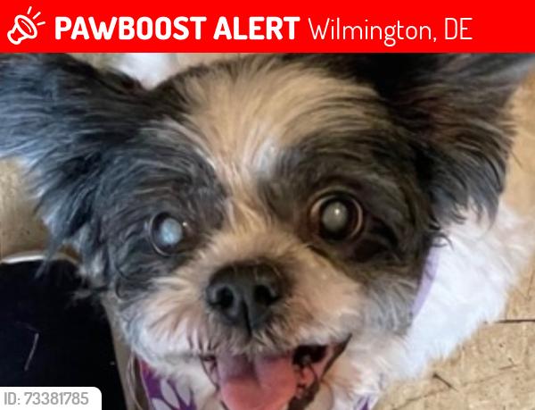 Lost Female Dog last seen Near stroud st Wilmington de, Wilmington, DE 19805