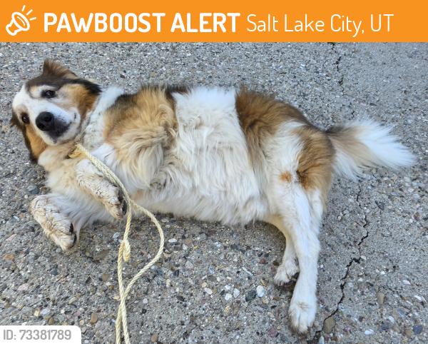 Found/Stray Female Dog last seen 2100s 1700e, Salt Lake City, UT 84106