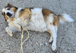 Found/Stray Female Dog last seen 2100s 1700e, Salt Lake City, UT 84106