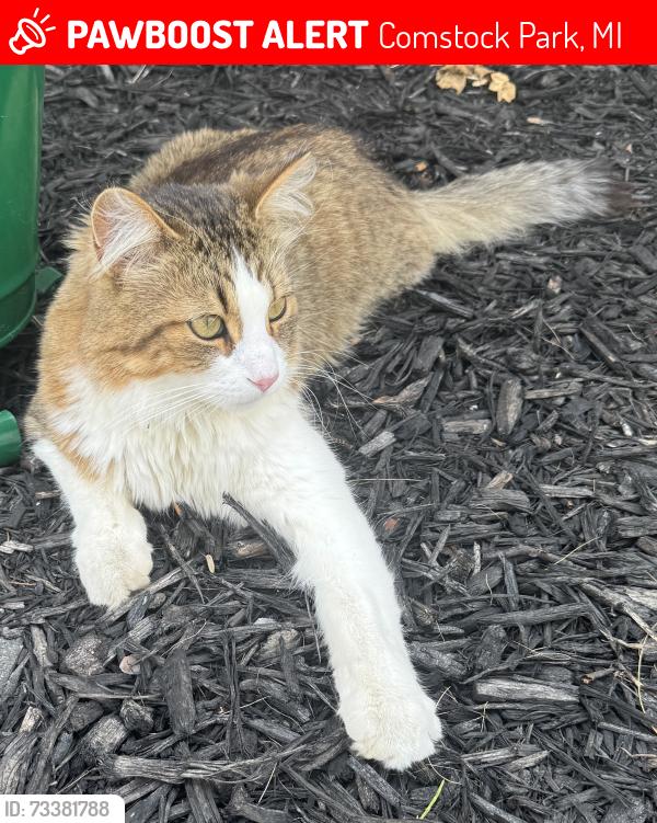 Lost Male Cat last seen Division Ave N / 9 Mile Comstock Park, Comstock Park, MI 49321