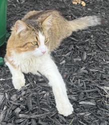 Lost Male Cat last seen Division Ave N / 9 Mile Comstock Park, Comstock Park, MI 49321
