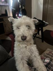 Lost Male Dog last seen Casey, San Diego, CA 92139