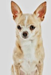 Found/Stray Male Dog last seen Kinwat Ave, Essex, MD 21221