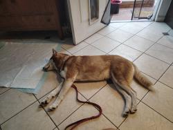 Reunited Female Dog last seen Mount Vernon Street and main, Lemon Grove, CA 91945